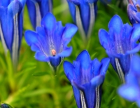 Deep blue purple blue trumpets